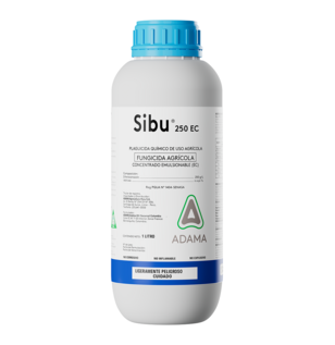 Sibu